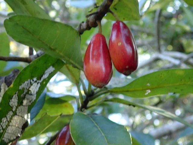 Nyssa ogeche image