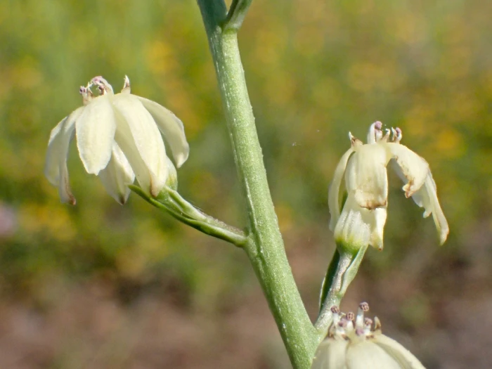 Odontostomum hartwegii image