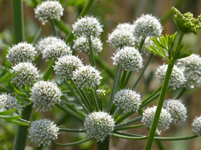 Oenanthe crocata image