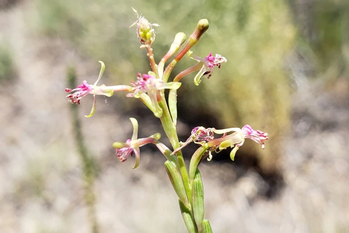 Oenothera curtiflora image
