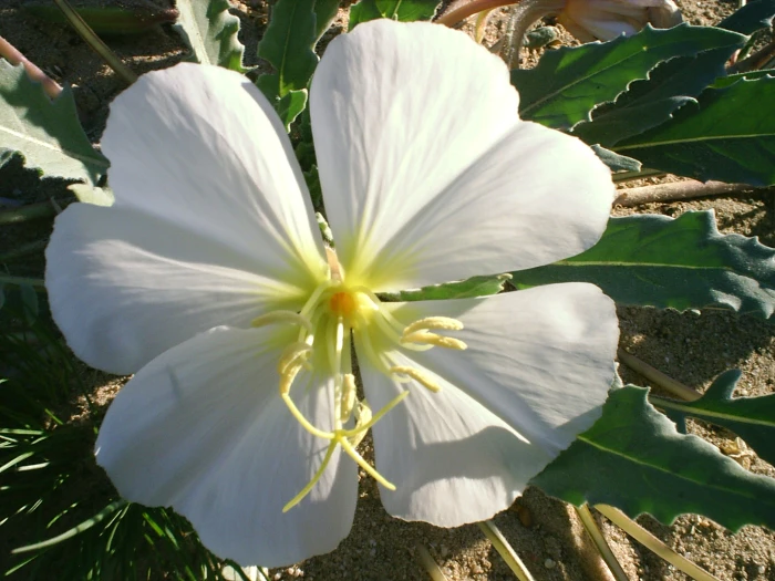 Oenothera deltoides image