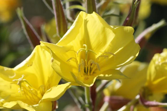 Oenothera elata image