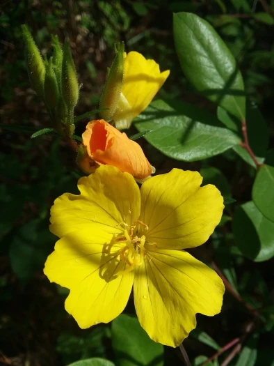 Oenothera fruticosa image