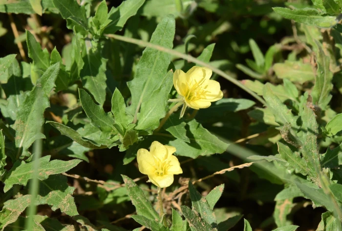 Oenothera laciniata image