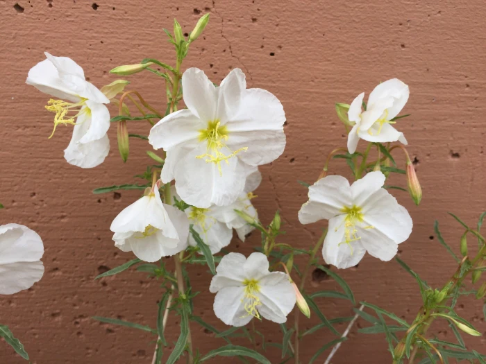 Oenothera pallida image
