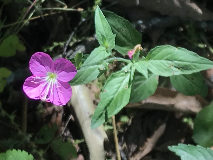 Oenothera rosea image