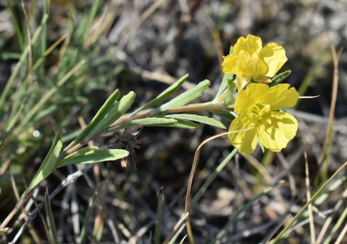 Oenothera serrulata image