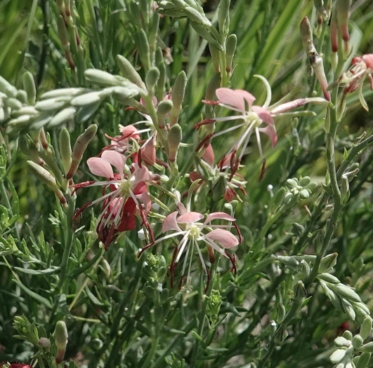 Oenothera suffrutescens image
