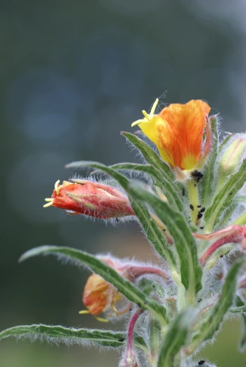 Oenothera versicolor image