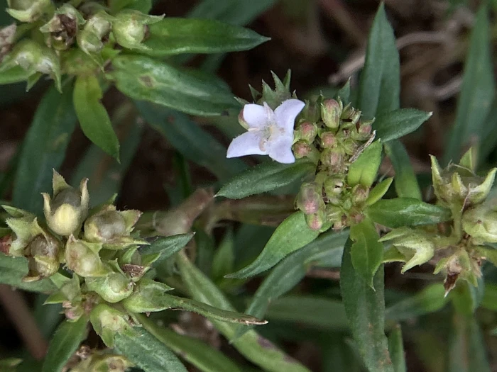 Oldenlandia corymbosa image
