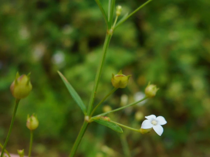 Oldenlandia herbacea image