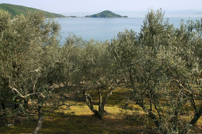 Olea europaea image