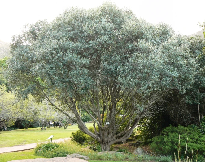 Olea europaea subsp. cuspidata image