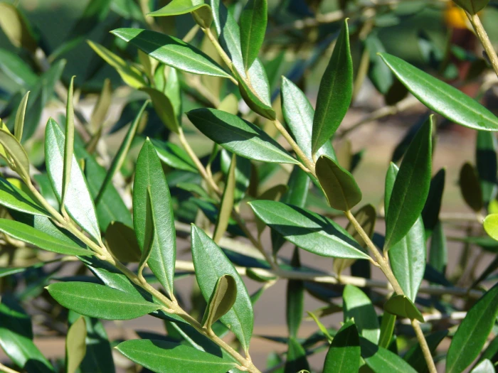 Olea europaea image