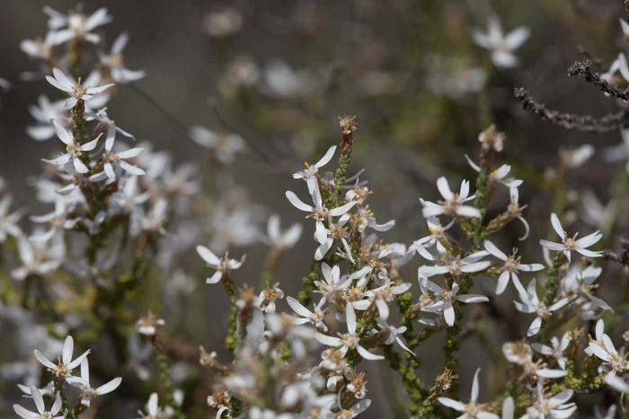 Olearia lepidophylla image