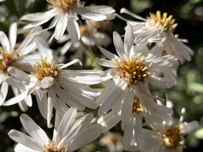 Olearia phlogopappa image