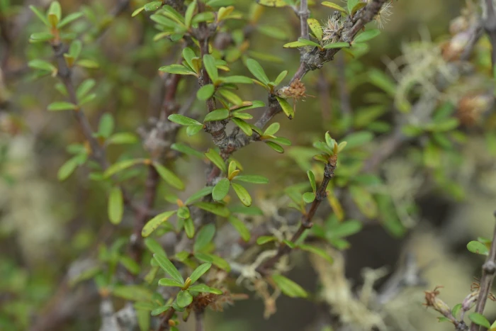 Olearia virgata image