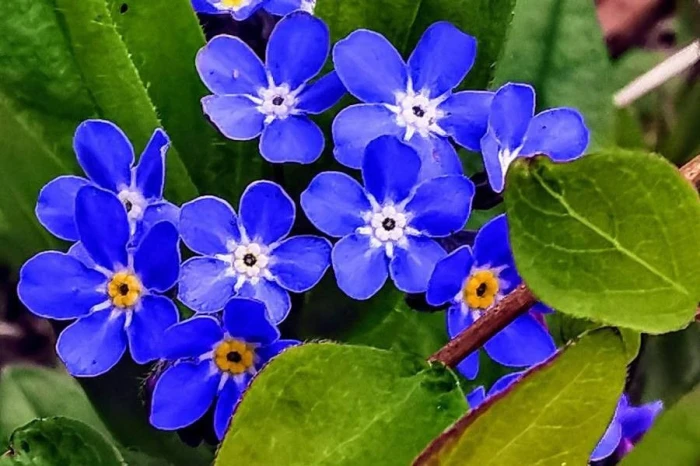 Omphalodes verna image