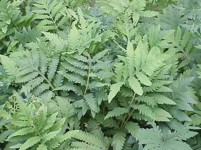 Onoclea sensibilis image