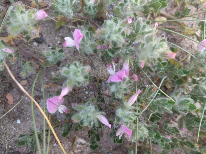 Ononis spinosa image