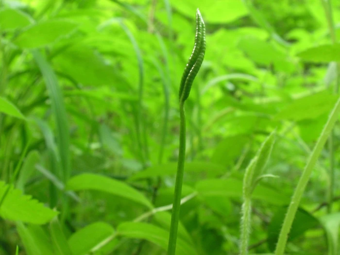 Ophioglossum vulgatum image