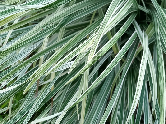 Ophiopogon jaburan image