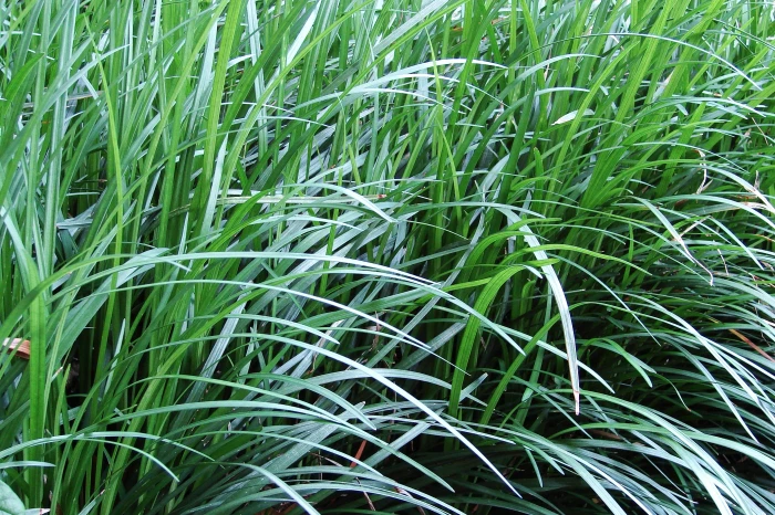 Ophiopogon japonicus image