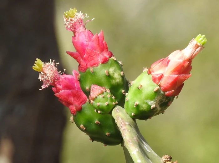 Opuntia cochenillifera image