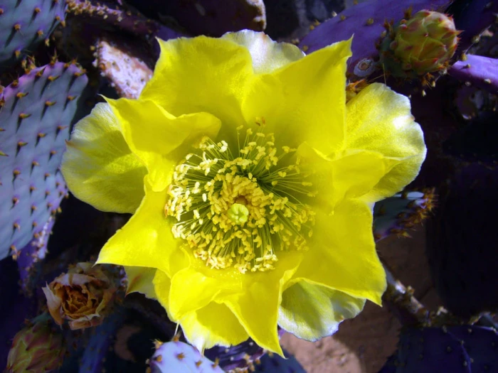Opuntia engelmannii image