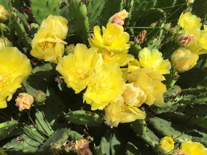 Opuntia humifusa image