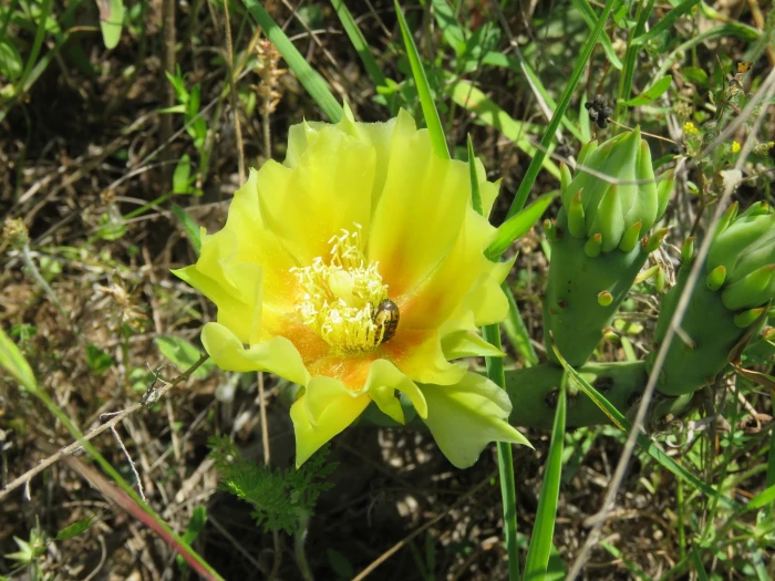 Opuntia macrorhiza image