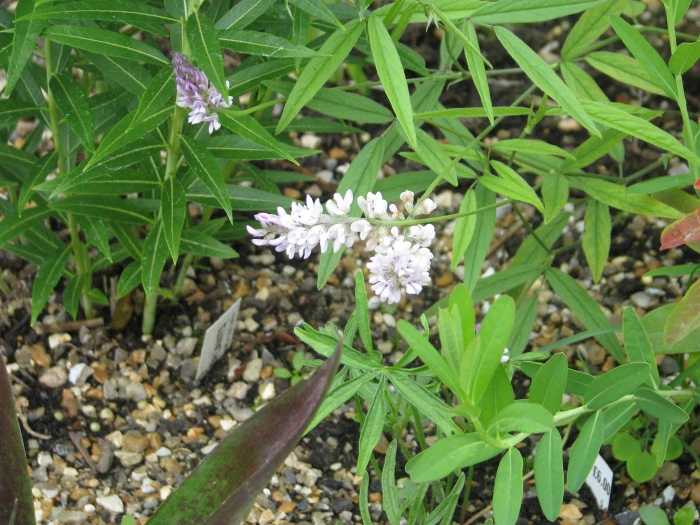 Orbexilum psoralioides image