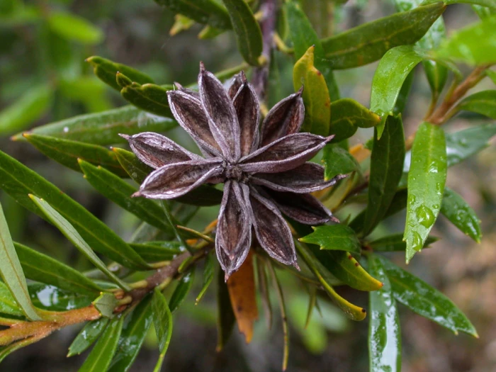 Orites diversifolia image