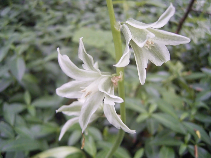 Ornithogalum nutans image