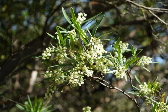 Ornithostaphylos oppositifolia image