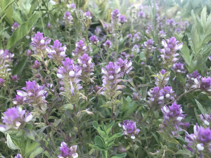 Orthocarpus cuspidatus image