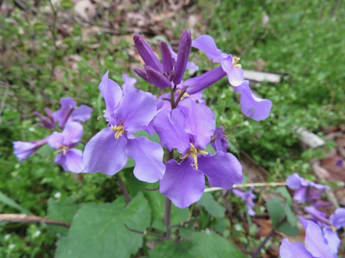 Orychophragmus violaceus image