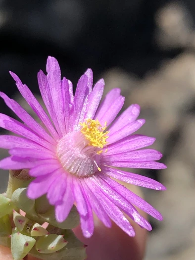 Oscularia deltoides image