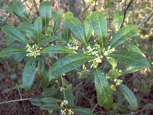 Osmanthus americanus image