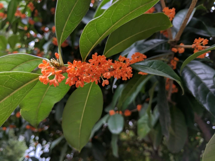 Osmanthus fragrans image