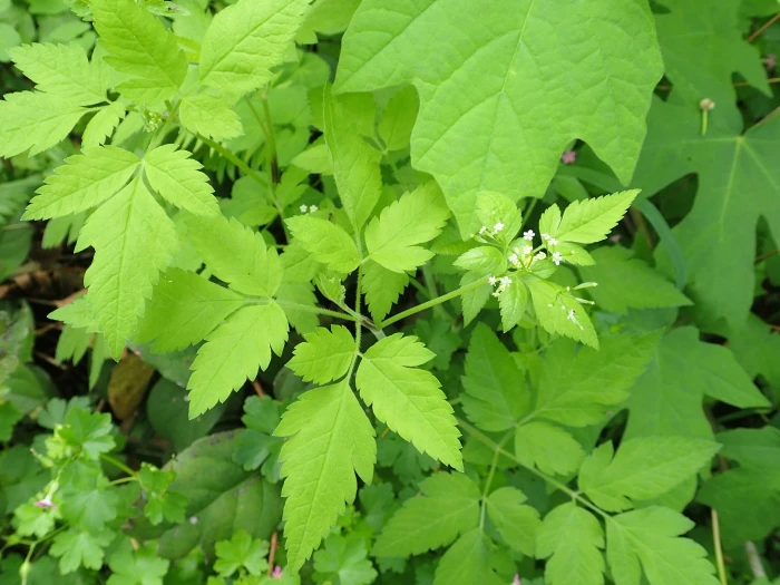 Osmorhiza berteroi image