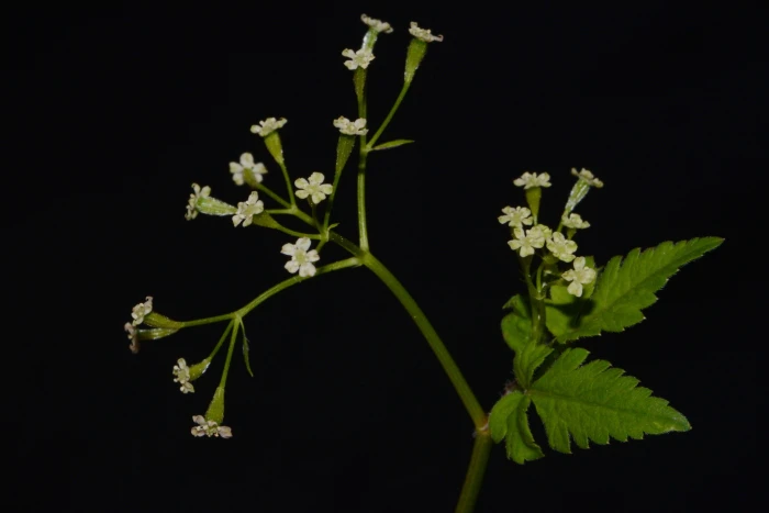 Osmorhiza depauperata image