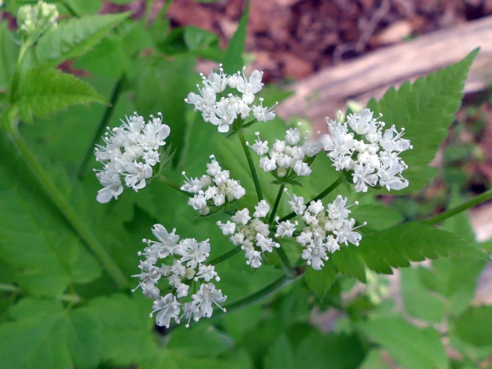 Osmorhiza longistylis image