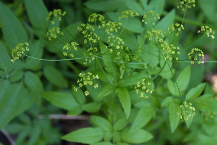 Osmorhiza occidentalis image