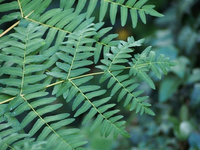 Osmunda regalis image