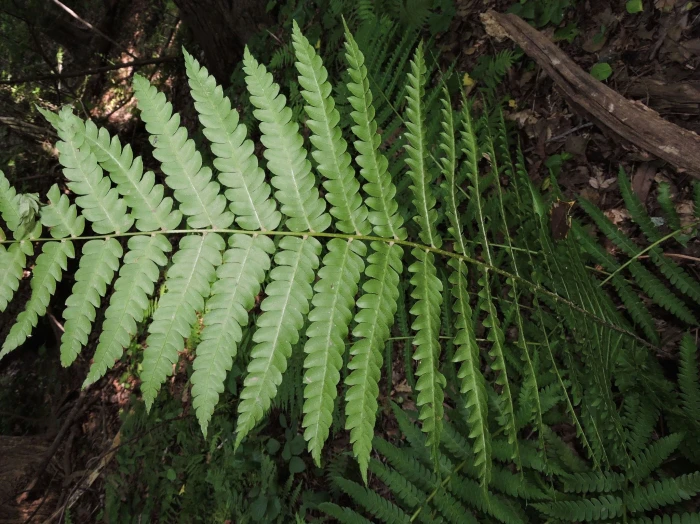 Osmundastrum cinnamomeum image