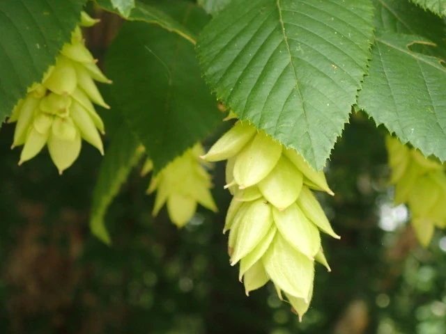 Ostrya virginiana image