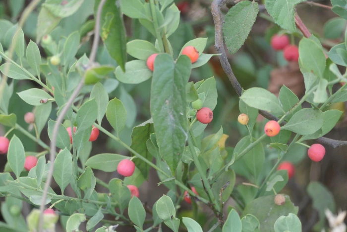 Osyris lanceolata image