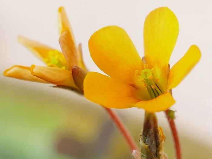 Oxalis corniculata image
