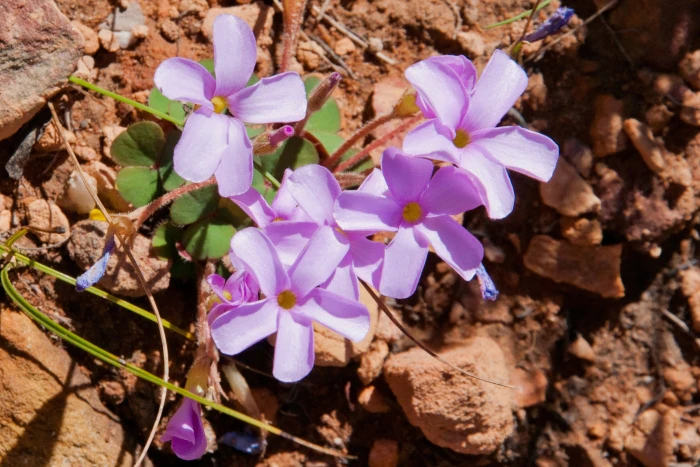 Oxalis eckloniana image